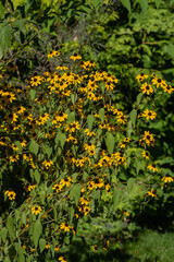 Obraz premium Rudbeckia triloba (brown-eyed susan, echinacea thin-leaved, echinococcal three-leafed). Yellow flowers of rudbeckia triloba on blurred background of evergreens. Selective focus.Echinacea thin-leaved.