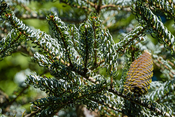 Fir Abies koreana Silberlocke. Close-up. Branches of Abies koreana Silberlocke spruce on blurred background of greenery of garden. Twisted needles in green and silver. Selective focus.North Caucasus.