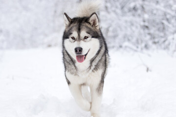 dog in winter in a snowy forest, alaskan malamute