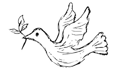 Simple grunge black and white freehand drawing of a dove with an olive or laurel branch in its beak. Vector line sketch of a flying bird with a plant stem