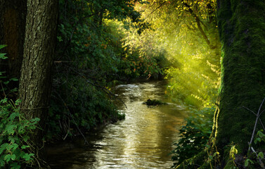 Forest river and rays of light in sunny day on blurry background