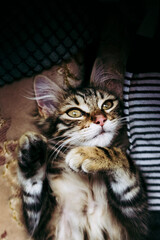 Portrait d'un adorable chaton angora tigr&eacute;