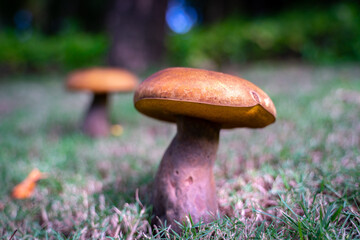 The cute macro view of mushroom