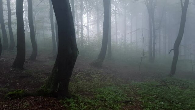 Misty morning in the woods. A disturbing fog rolls through the trees. The twisted trunks create a disturbing atmosphere.