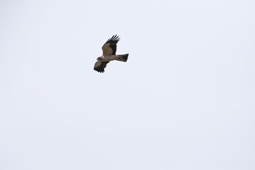 Booted eagle flying