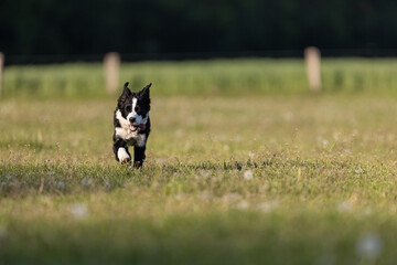 Obraz na płótnie Canvas Border Collie Junghund rennt über Wiese