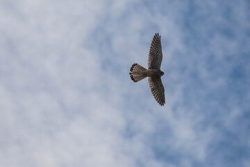 Kestrel flying