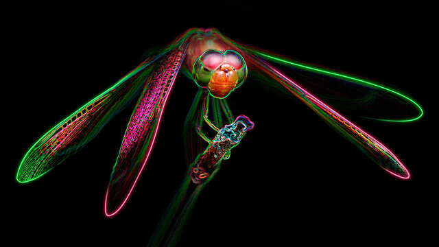 multicolored dragonfly on its perch, macro photo of this gracious and fragile predator with wide wings and big faceted eyes, nature scene, digital neon light effect, black background, Thailand