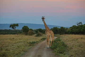 giraffe in the wild
