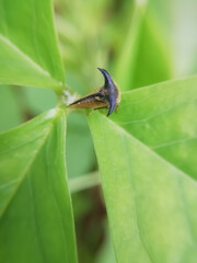 closeup of micro insect on leaves blur background