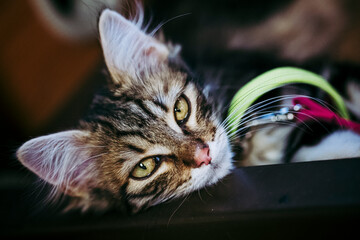 Portrait d'un adorable chaton angora tigré
