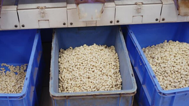 White cashew nuts falling inside bucket from peeling machine inside cashew nut factory