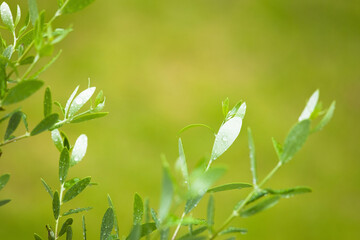 Fototapeta na wymiar オリーブの葉と水滴