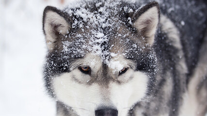 dog in winter in the snow, alaskan malamute