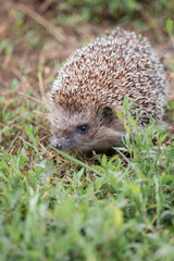 hedgehog on the grass.