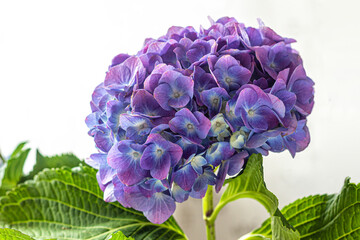 Blue hydrangea flowers and green leaves on a light background