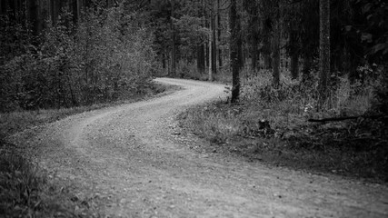 black and white road in the forest