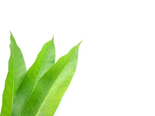 Obraz premium mango leaves isolated on white