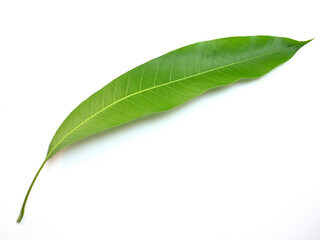 mango leaves isolated on white