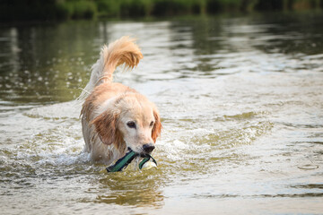 yellow mix breed dog is jumping in the water. She is really good swimmer.