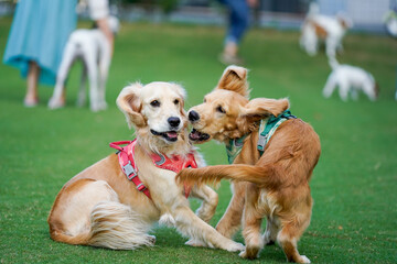 新横浜公園／ゴールデンレトニエル