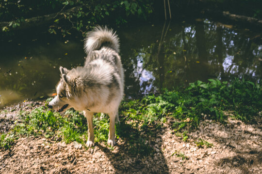 Siberian Husky. Walk along the river. Dogs.