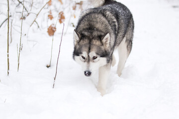 Naklejka premium dog sniffs a trail in winter in the snow