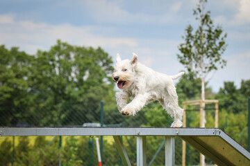 Crazy white dog is running in agility park on dog walk. She teachs new thing for competition.