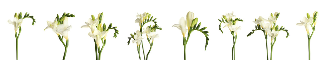 Set with beautiful fragrant freesia flowers on white background. Banner design