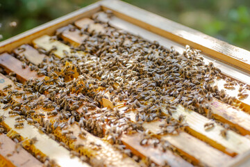 Frames of beehive. Close up view of opened hive body showing frames populated by honey bees. Nature, insects. Beekeeping,
