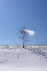 1本の木と綿雲