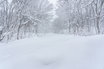 雪が積もった冬の山道