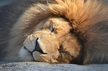 african lion yawning