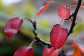 Red leaves on a tree