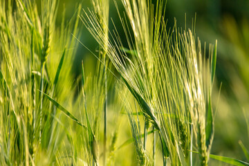 Green ears of wheat at sunset.
