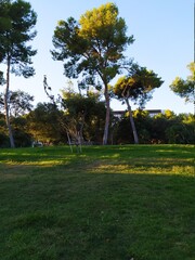 Obraz premium tree in the turia park of valencia