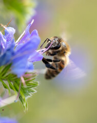 A bee collects honey on blue flowers