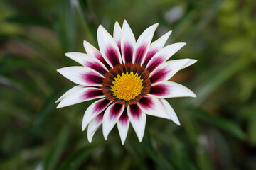 Obraz premium Colorful flowers in garden, spring