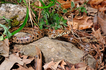 Leopard snake from Greece / Leopardnatter (Zamenis situla) aus Griechenland