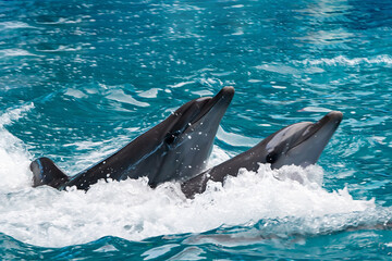 Fototapeta premium a pair of beautiful dolphins sail across the ocean on a summer day