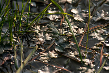 Closeup of morning dew drops on the green grass