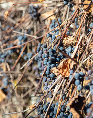 Isabella grapes in the garden