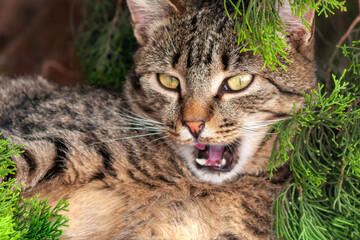 portrait of a cat on the city street in summer day