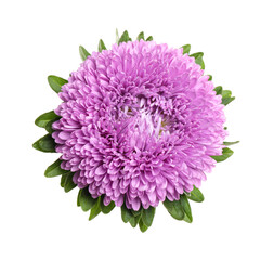 Beautiful bright aster flower on white background