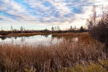 The lake is overgrown with reeds