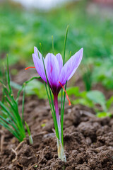 Flowering saffron plant. Harvesting crocus flowers for the most expensive spice.