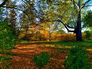 autumn trees in the park