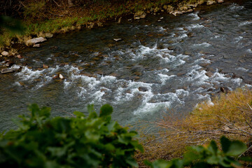 water flowing in the forest