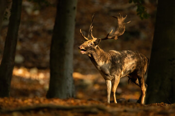 Strong fallow deer, dama dama, roaring inside forest in autumn at sunset. Magnificent stag calling in woodland during rutting season. Antlered wild mammal standing in fall nature.