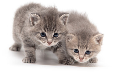 Portrait of two little kitten isolated on a white